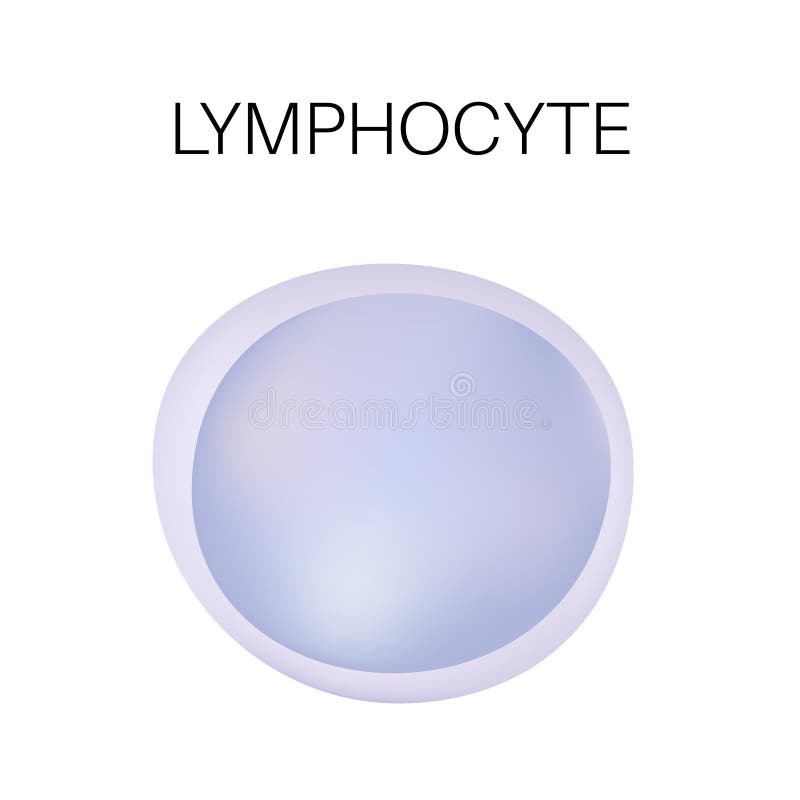 Type de globule blanc - lymphocyte