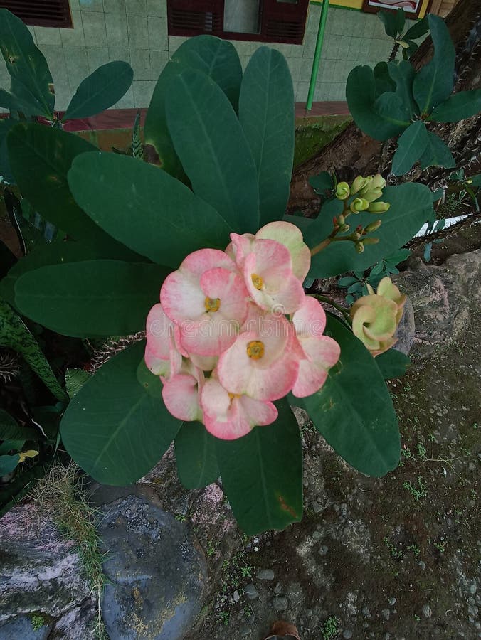 A Type of Flower that Has Thorns on Its Stem Stock Image Image of branch, garden 250774021