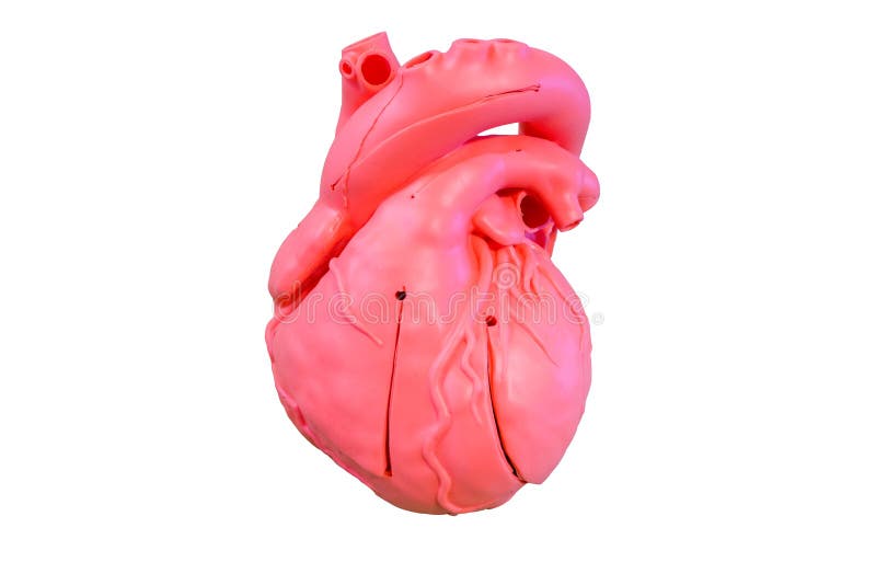 Type modèle de silicone d'anatomie du système cardio-vasculaire images libres de droits Type modèle de silicone d'anatomie du système cardio-vasculaire images libres de droits