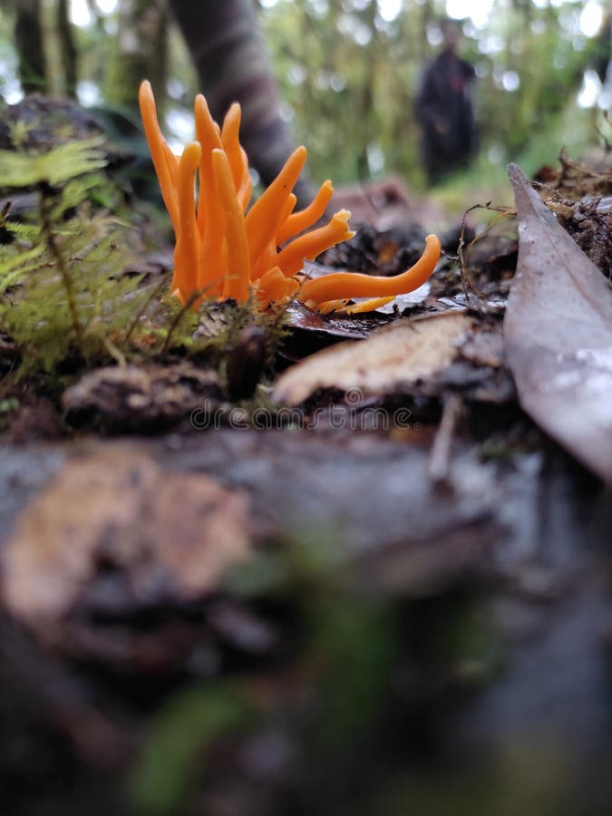 A Type of Mushroom that Grows in Tropical Rainforests Stock Photo