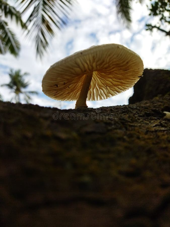 This is a Type of Mushroom Plant that Grows on Logs Stock Image Image