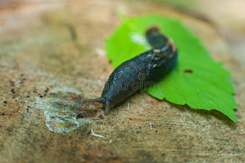 Typenstein lizenzfreie stockfotografie