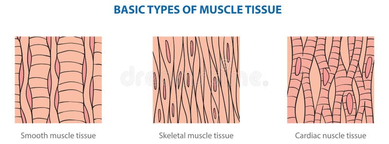 Muscle tissue stock vector. Illustration of columnar - 212933347
