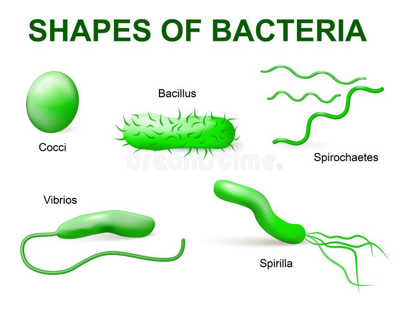 two types of bacteria shapes two types of bacteria shapes