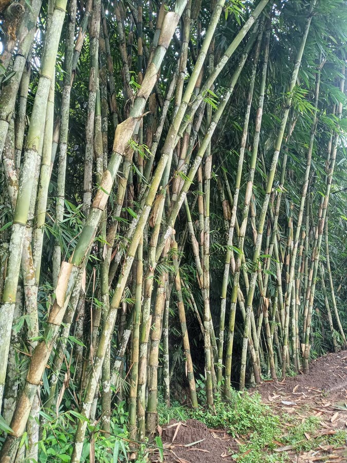 Bamboo Indonesia type stock photo. Image of vegetation 262784800