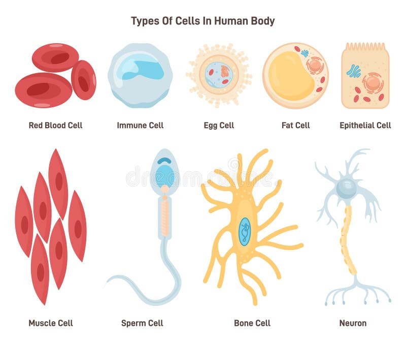 research and report types of human cells