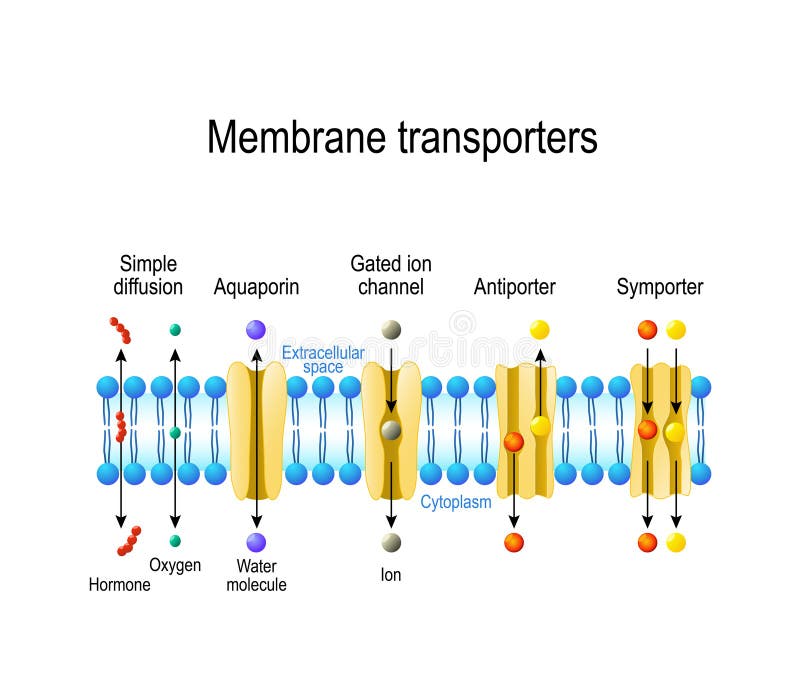 Types Of A Channel In The Cell Membrane Stock Vector Illustration of