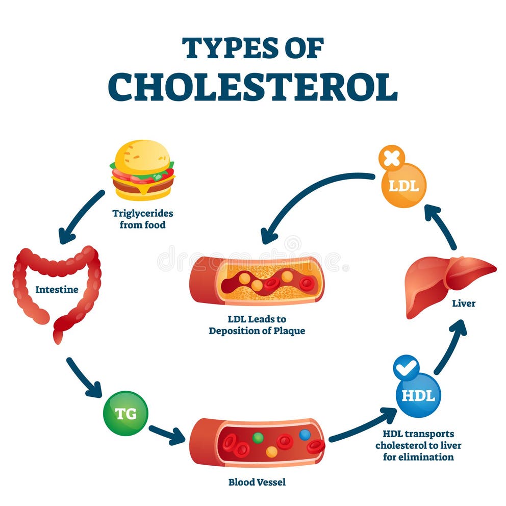 diet-for-high-cholesterol-healthy-foods-my-emerald-health