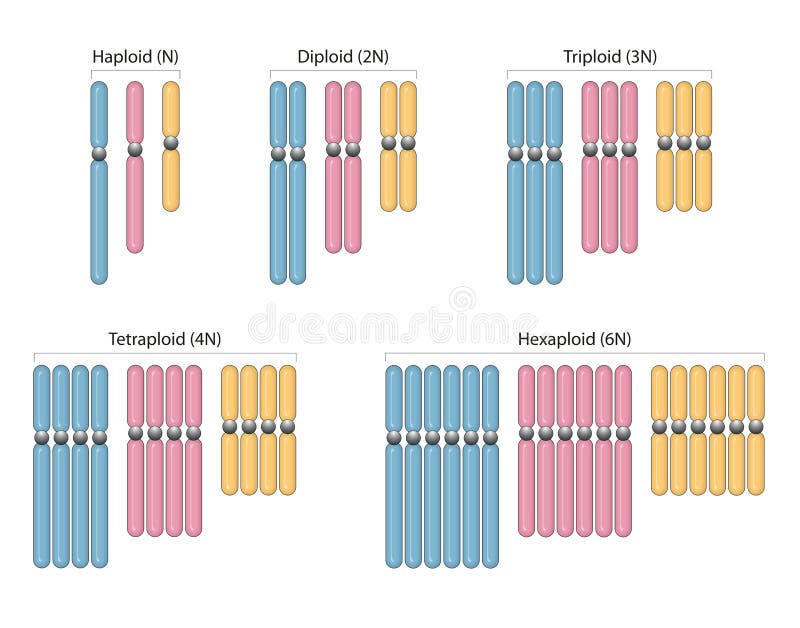 Types de polyploïdie. haploïde n diploïde 2n triploïde 3n tétraploïde 4n hexaploïde 6 illustration libre de droits