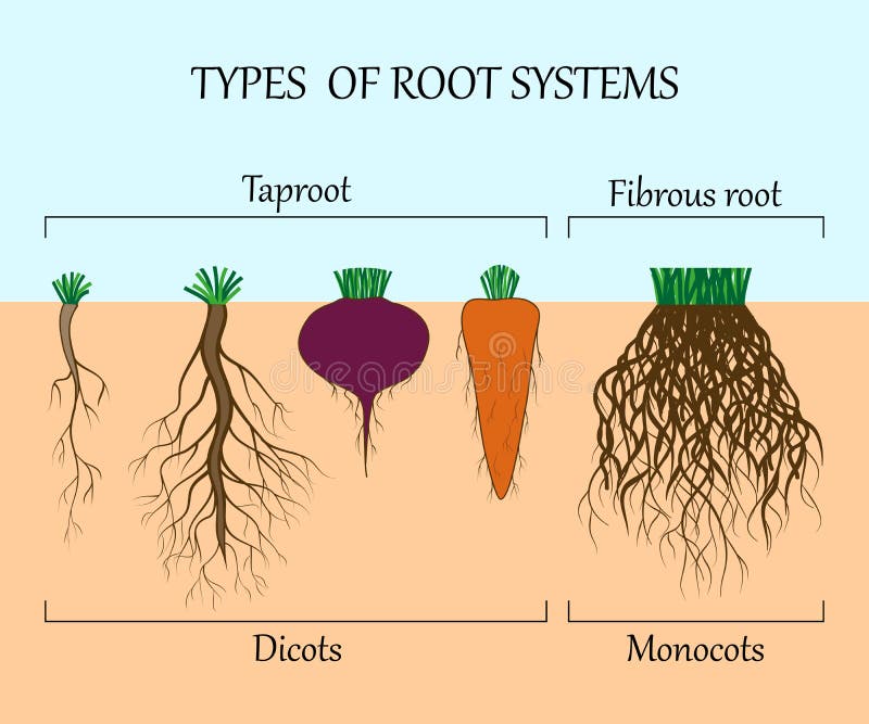 Types de systèmes de racine des usines, des monosots et des dicots dans le sol dans la coupe, affiche d'éducation, illustration d illustration de vecteur Types de systèmes de racine des usines, des monosots et des dicots dans le sol dans la coupe, affiche d'éducation, illustration d illustration de vecteur