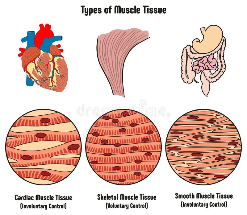 Types de tissu de muscle de diagramme de corps humain