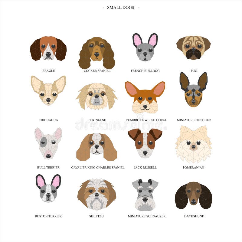 Small Dog Breeds Illustrations Stock Illustration - Illustration of  schnauzer, pembroke: 196705230