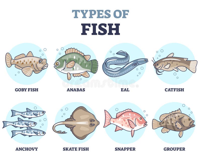 Types of Fish As Underwater Wildlife Species Variety Collection Outline Set  Stock Vector - Illustration of type, seawater: 216042478
