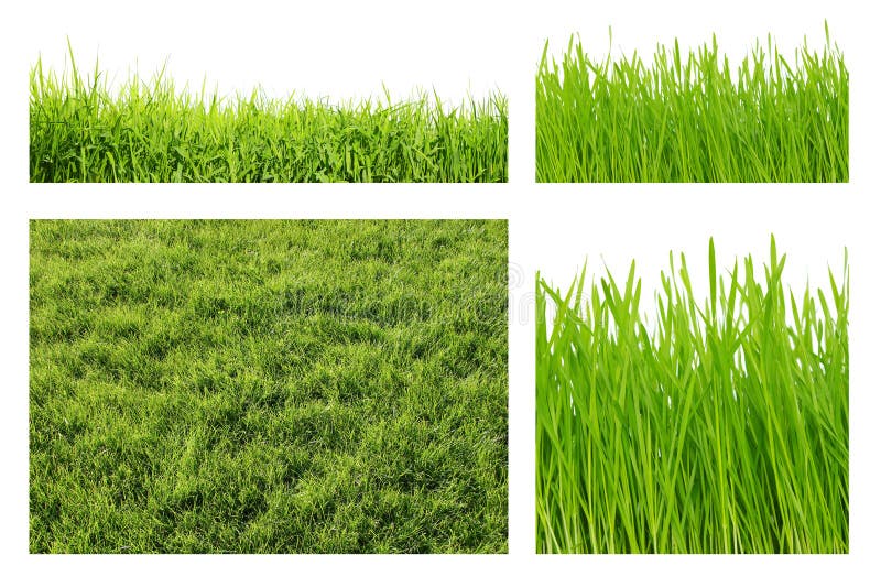 Types of green grass stock photo. Image of spring, panorama 18636590