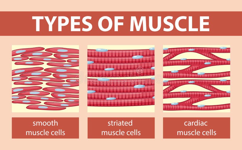 Simple Smooth Muscle Diagram / Connective Tissue Muscle Tissue