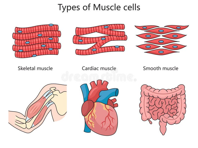 Types of Muscle Cells Structure Diagram Medical Stock Vector ...