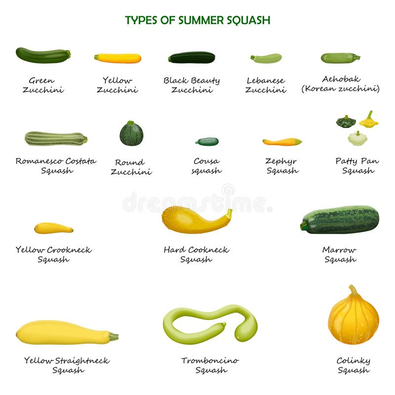 Squash Types Stock Illustrations 152 Squash Types Stock Illustrations
