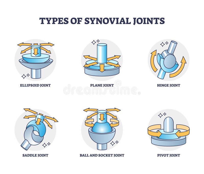 Types of synovial joints movement classification for body outline diagram