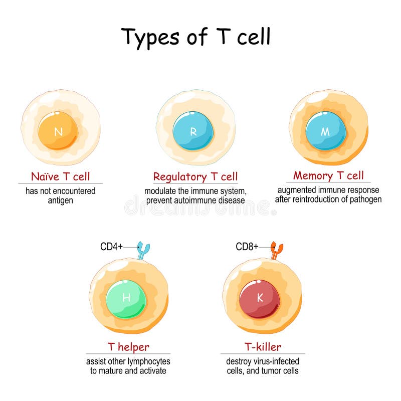 Types of T-cell. T lymphocyte