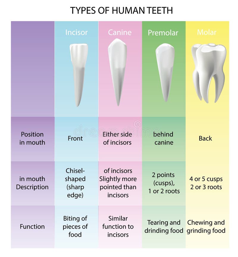 Types of Teeth Realistic Various Human