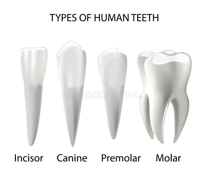 Types of Teeth Realistic Various Human