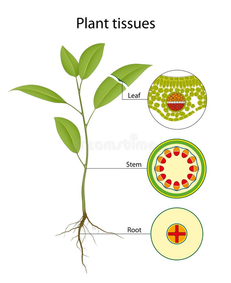 Vascular Tissue Plants Stock Illustrations 29 Vascular Tissue Plants