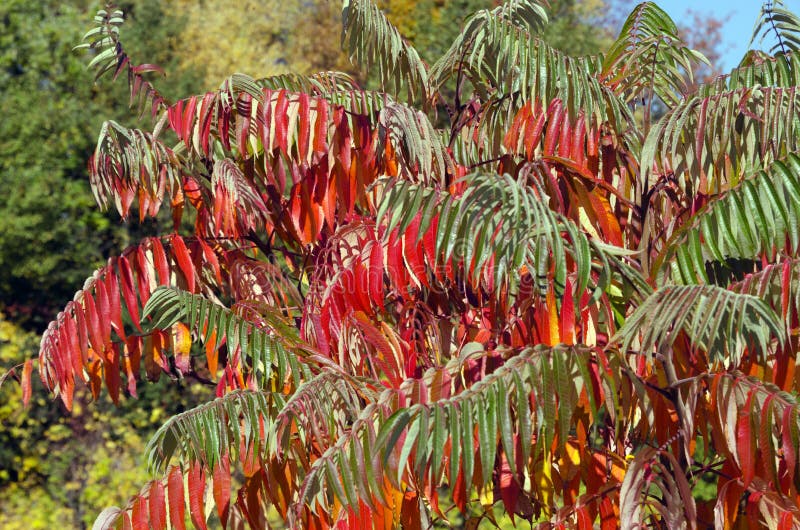 Typhina Del Rhus Árbol Acético Imagen de archivo Imagen de acético