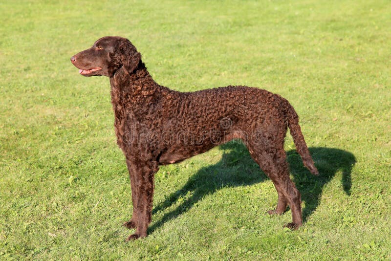 Curly Coated Retrievers stock photo. Image of retriever 5982520
