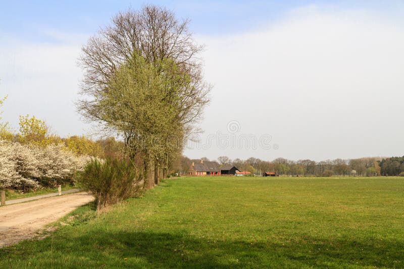 Typical Dutch countryside