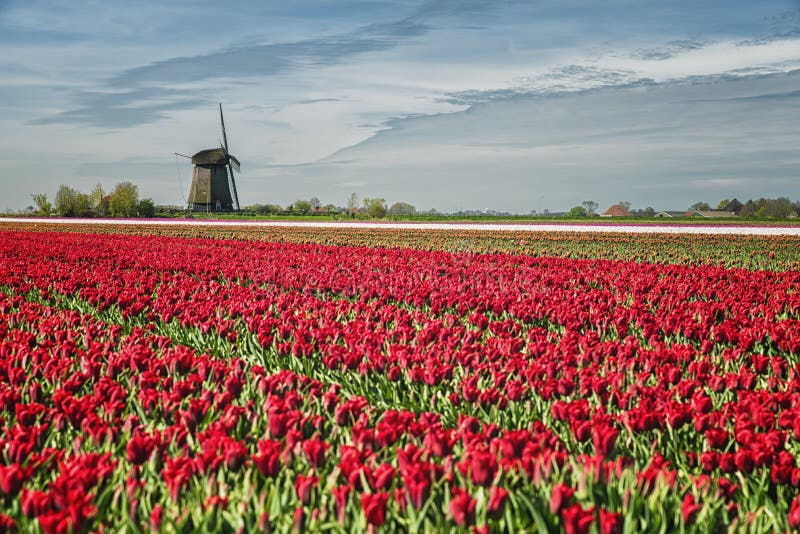 Typical Dutch Spring Landscape Stock Image - Image of panoramic ...