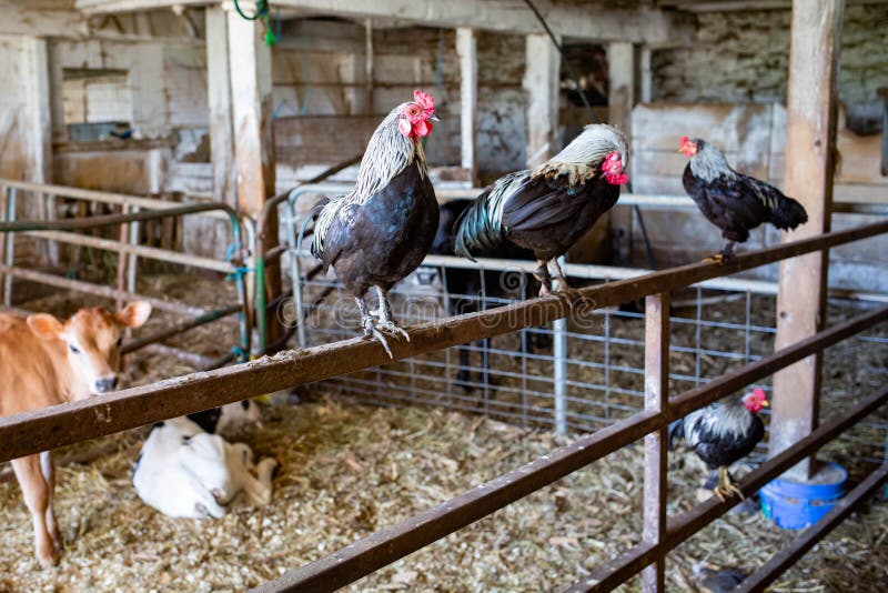 TYpical Farm Animals Chicken and Cows Indoor Stock Photo - Image of symbol, calf: 154736228 TYpical Farm Animals Chicken and Cows Indoor Stock Photo - Image of symbol, calf: 154736228