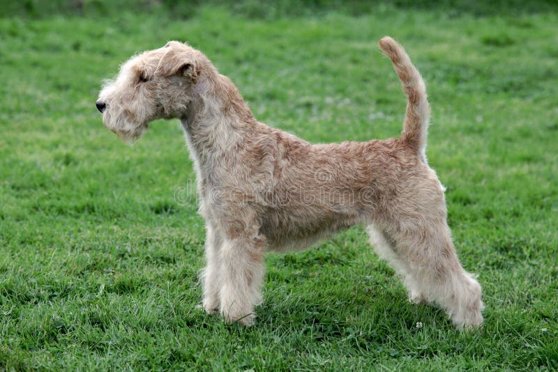 Typical Lakeland Terrier On A Green Grass Lawn Stock Image Image