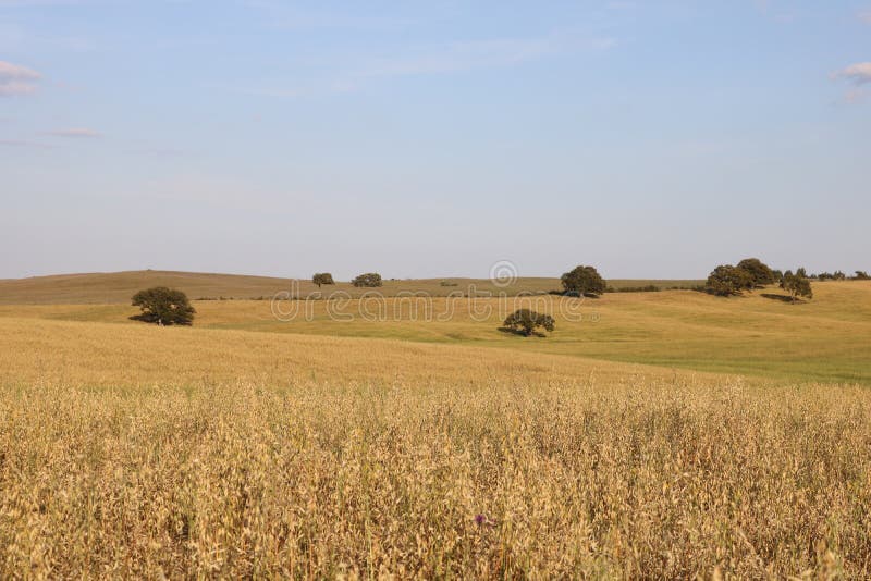 Typical landscape of alentejo.