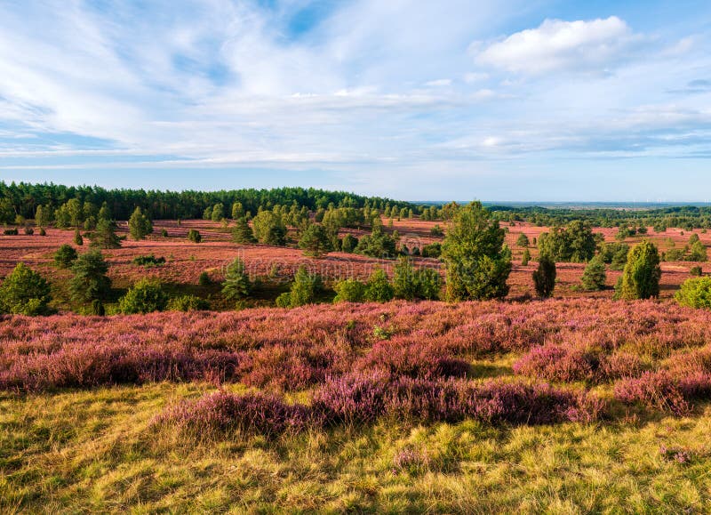 Typical landscape of the LÃ¼neburg Heath with heather in bloom near the Wilseder Berg hill