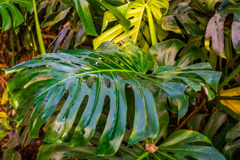 Typical Leaf of a Swiss Cheese Plant in Closeup, Nature Background