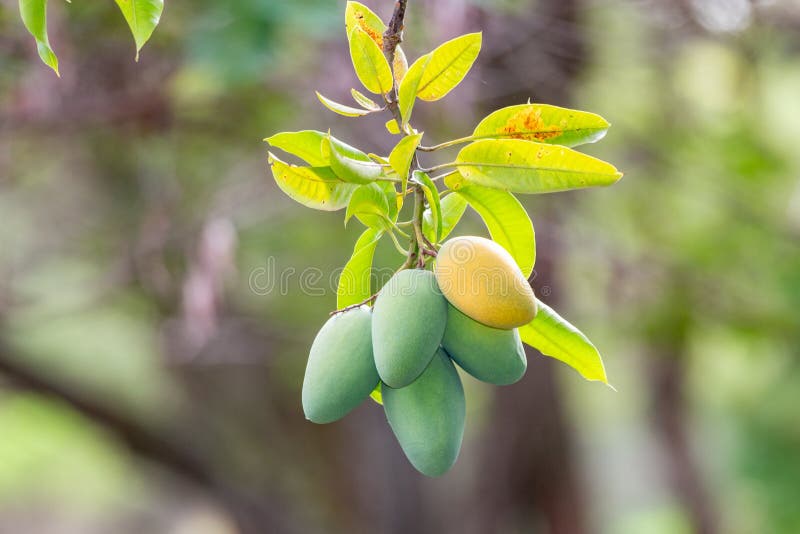 Typical Mango Tropical Fruit Numerous on the Tree in Harvest Season