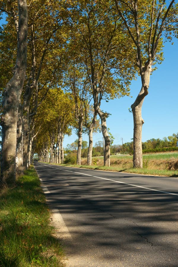 Typical plane tree lined French road