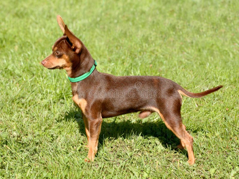 Typical Prague Rat Hunter on a Green Grass Lawn Stock Image Image of