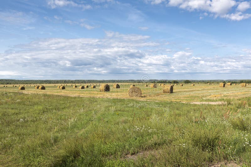 Typical Summer Landscape in Belarus Stock Image - Image of crop ...