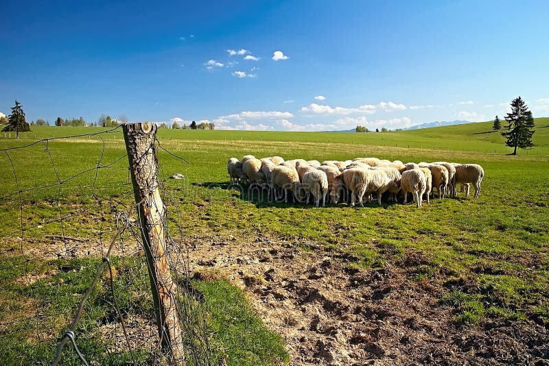 Typické okolí slovenské ovčína s ovečkami, loukou na pastvu a krásnou přírodou