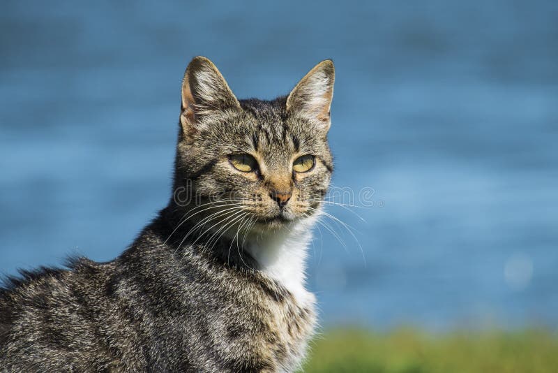 Common tabby cat looking for a target stock photography
