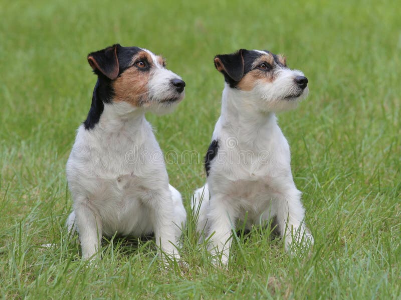 Typical Two Jack Russell Terriers in the Garden Stock Photo Image of russel, jack 77396494