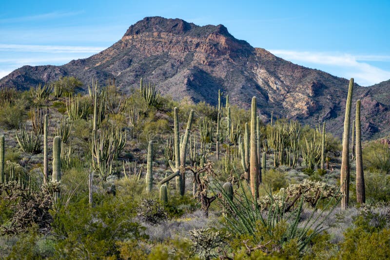 Typisch landschap in de Cactus Nationaal Monument van de Orgaanpijp, met Orgaanpijpen, de installaties van Saguaro en Ocotillo- stock foto Typisch landschap in de Cactus Nationaal Monument van de Orgaanpijp, met Orgaanpijpen, de installaties van Saguaro en Ocotillo- stock foto