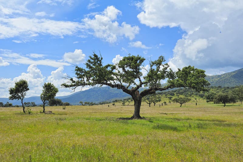 Typische Landschaft Mit Baum Bei Extremadura (Spanien) Stockbild - Bild