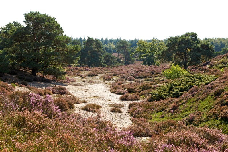 Typische Nederlandse duinen met dopheide royalty-vrije stock afbeelding Typische Nederlandse duinen met dopheide royalty-vrije stock afbeelding