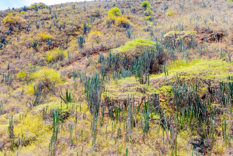 Typische vegetatie van de Chicamocha-canion Los Santos Colombia stock fotografie Typische vegetatie van de Chicamocha-canion Los Santos Colombia stock fotografie