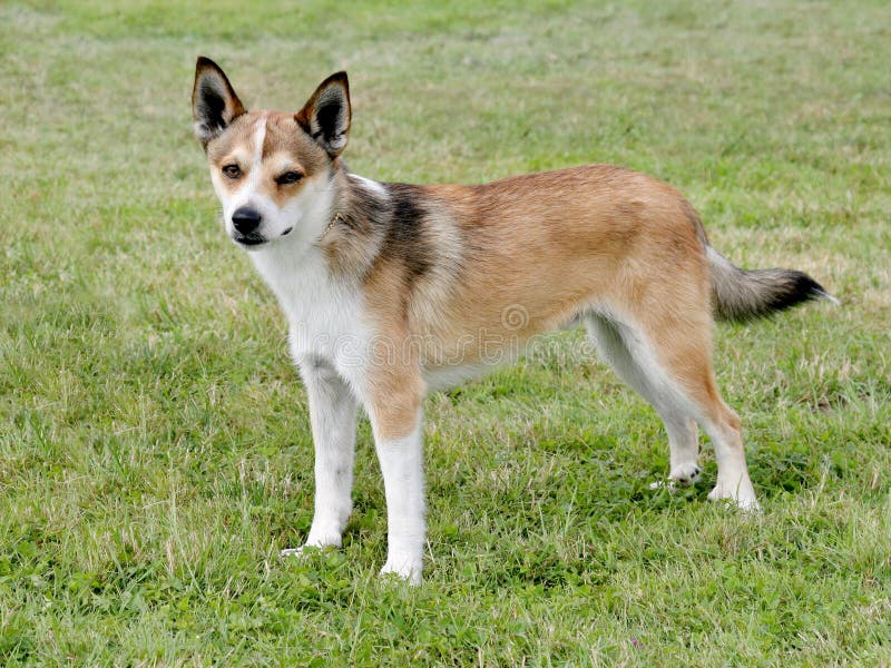 Typischer Norweger Lundehund auf einem Rasen des grünen Grases stockfotos Typischer Norweger Lundehund auf einem Rasen des grünen Grases stockfotos