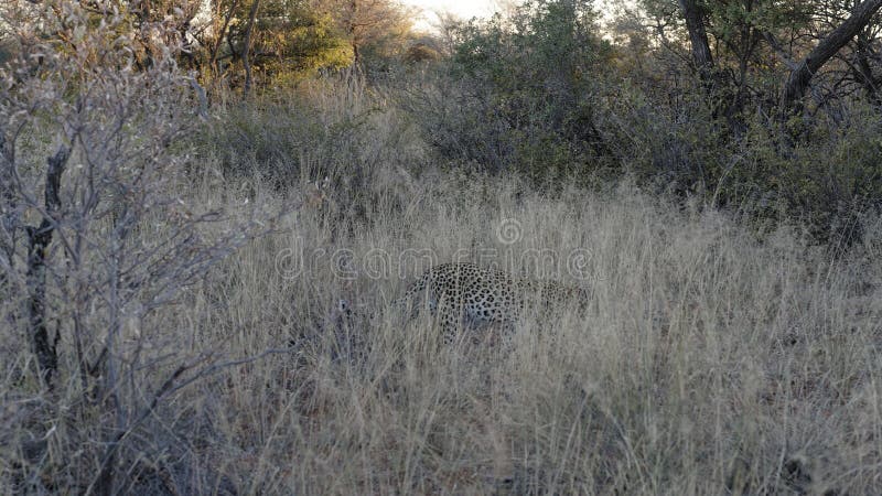 Typisches Anvisieren eines ausweichenden und camoflouaged afrikanischen Leoparden, der in Gras am Okonjima-Naturreservat, Namibia stockfotos Typisches Anvisieren eines ausweichenden und camoflouaged afrikanischen Leoparden, der in Gras am Okonjima-Naturreservat, Namibia stockfotos