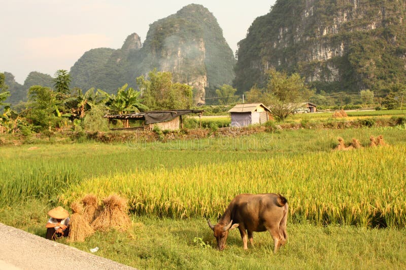 typisk yangshuo för kinesiskt landskap royaltyfri fotografi typisk yangshuo för kinesiskt landskap royaltyfri fotografi