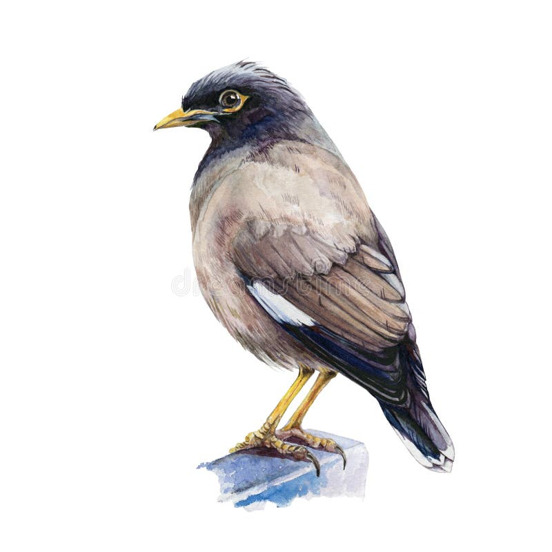 Typowa ilustracja wielobarwna Indyjski ptak stojący, wyryty z jednej ręki, obraz zamykający Tropikalna azja mina izolowana na bia